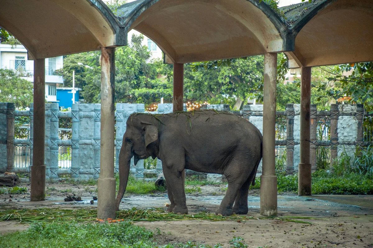 10,000-Pound Raja Joins Cincinnati Zoo for Breeding