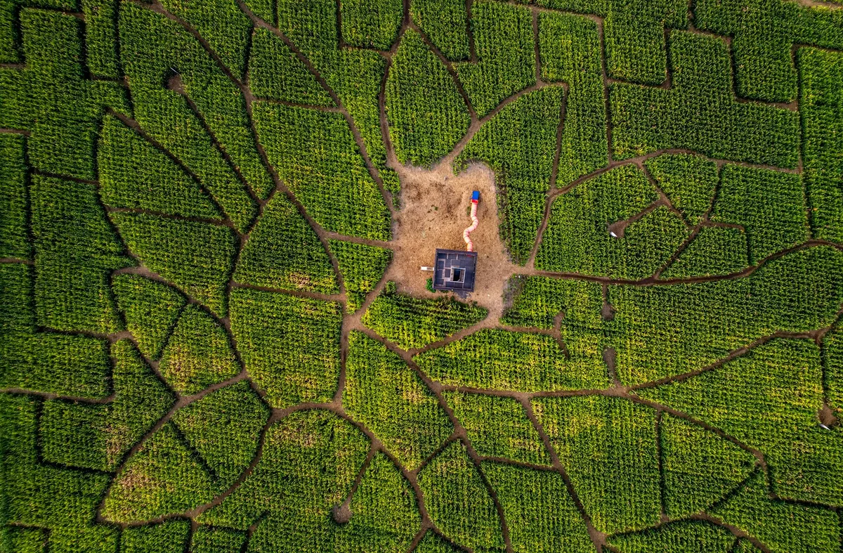 Two stabbed, suspect arrested at Dixon corn maze