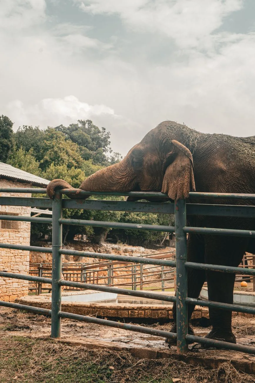 Cheyenne Mountain Zoo elephant Kimba dies at 48