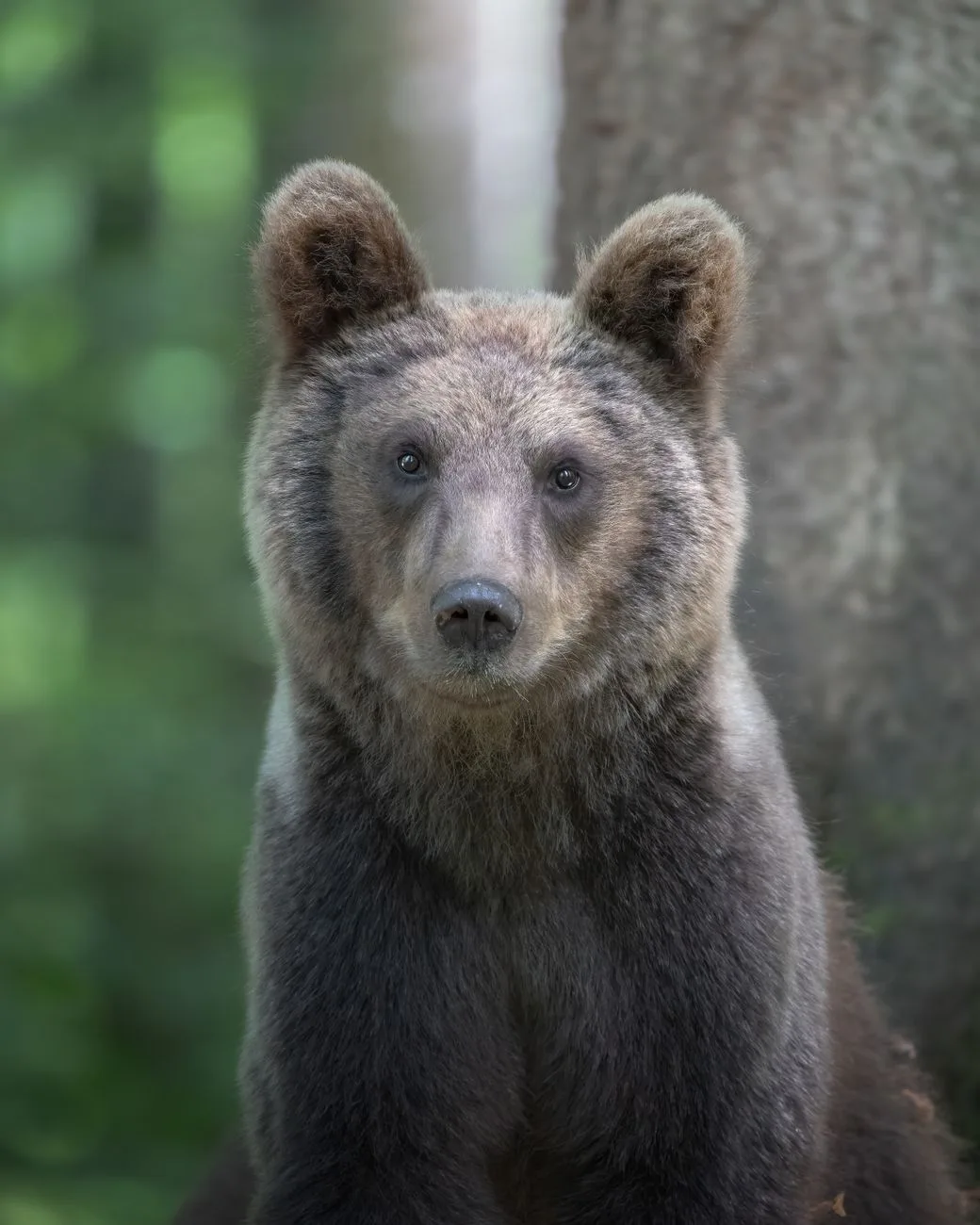 European Wildlife