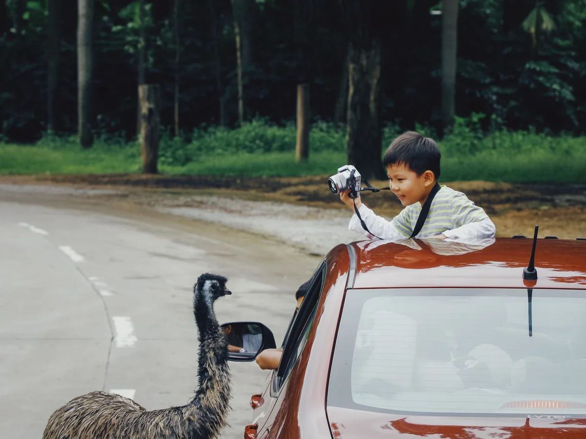 Loose Emu Disrupts Traffic in Santa Cruz