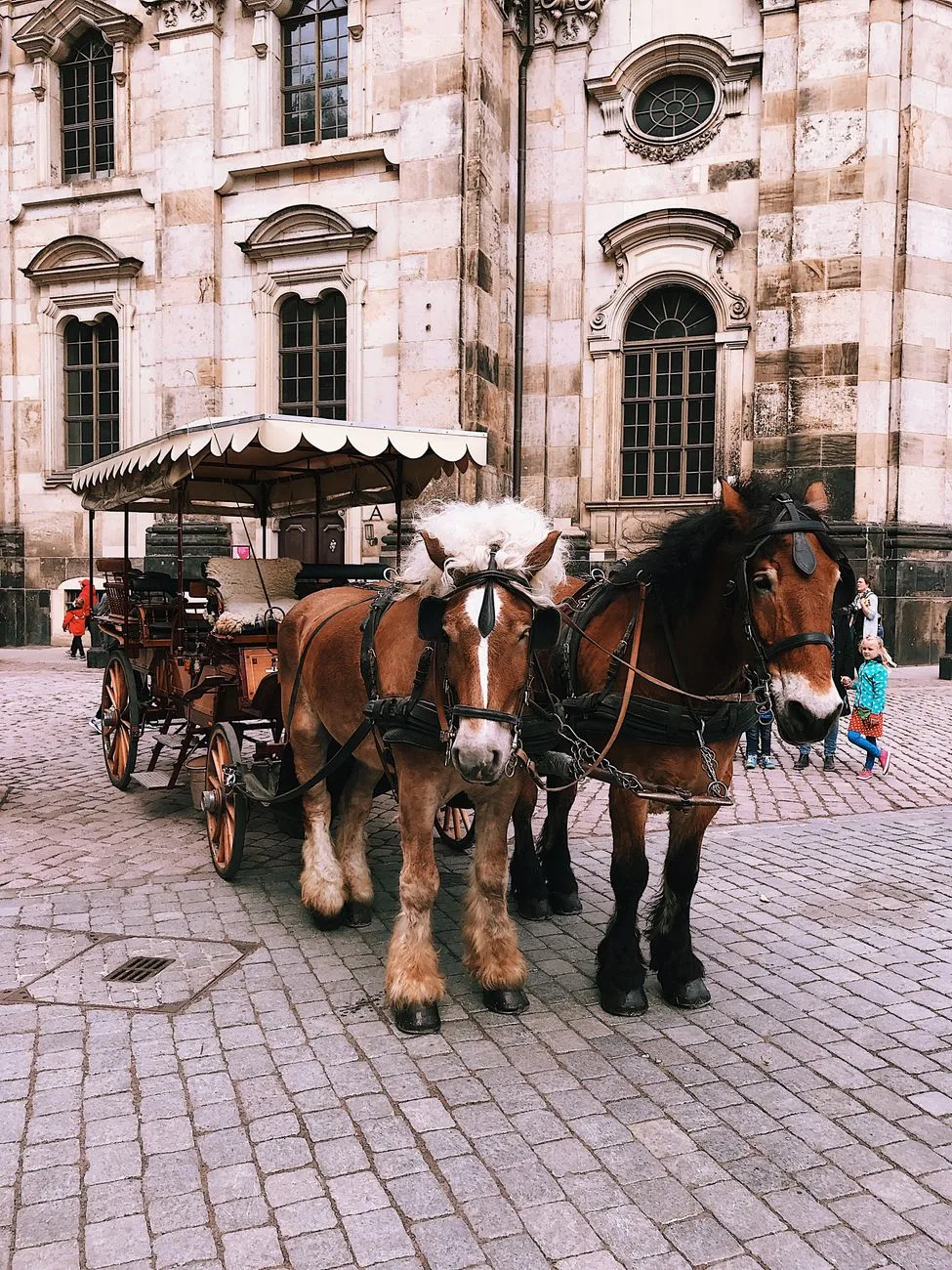 Horse stories span breeding, policy, community events