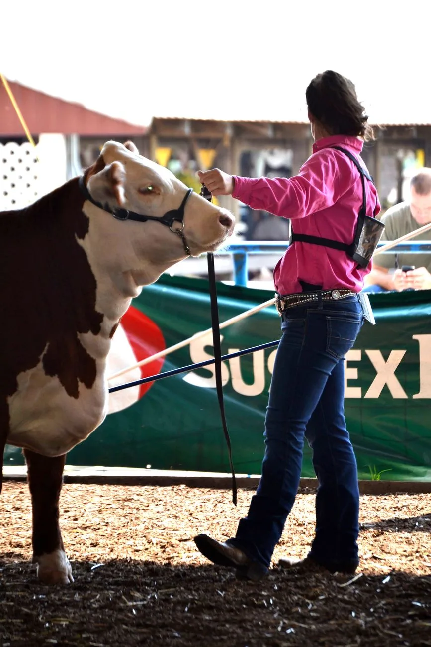 Regional Fairs Highlight Agriculture, Racing, Entertainment