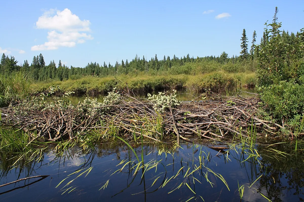 US West expands beaver dams to fight drought