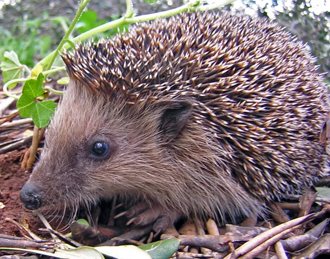 Hedgehog Painted Blue to Resemble Sonic Dies From Burns