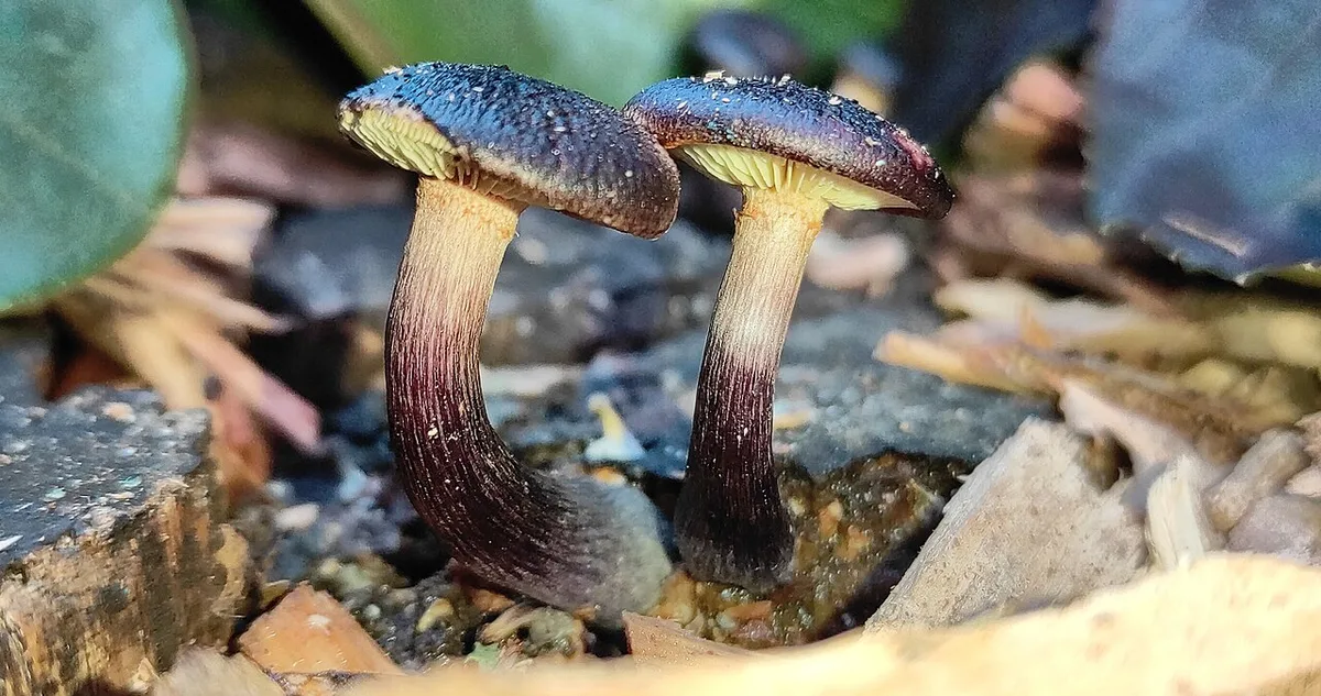 FDA hearing examines safeguards for potential psychedelic mental health treatments