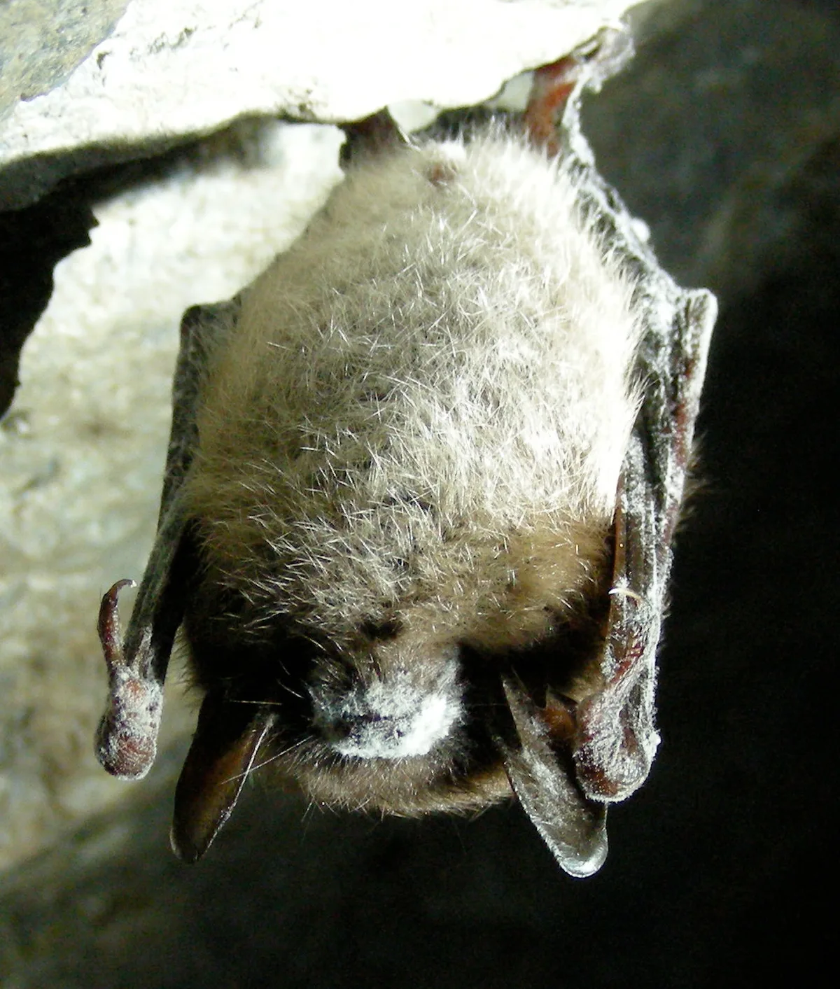 Bats face disease and habitat threats as US Canada conservation efforts grow