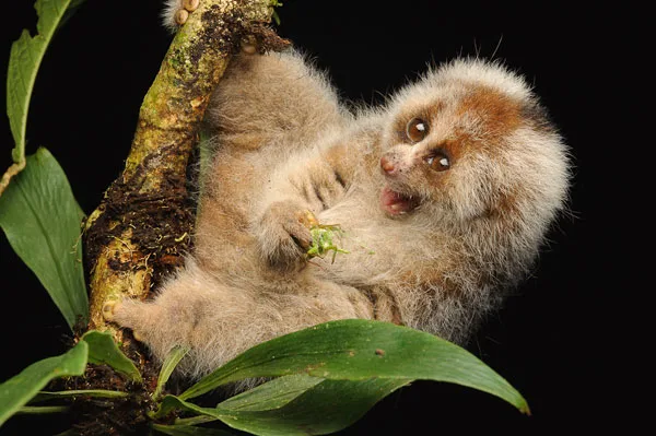 Study Confirms Bangka Slow Loris Survival After Century