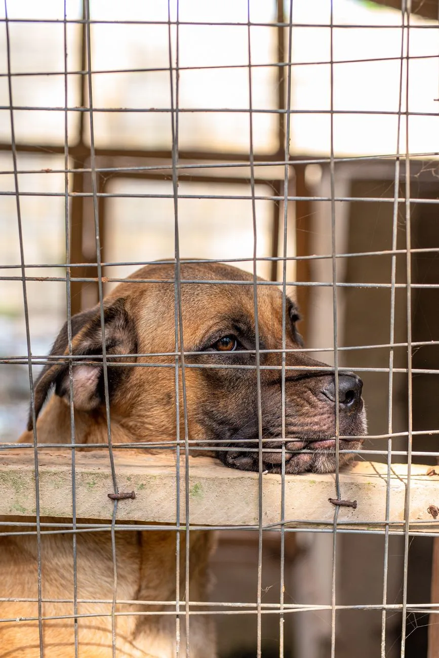 Maryland Father, Son Indicted in Dogfighting Case