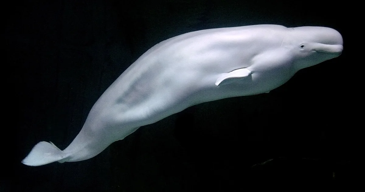 Sixth Rescued Marineland Beluga Dies in California