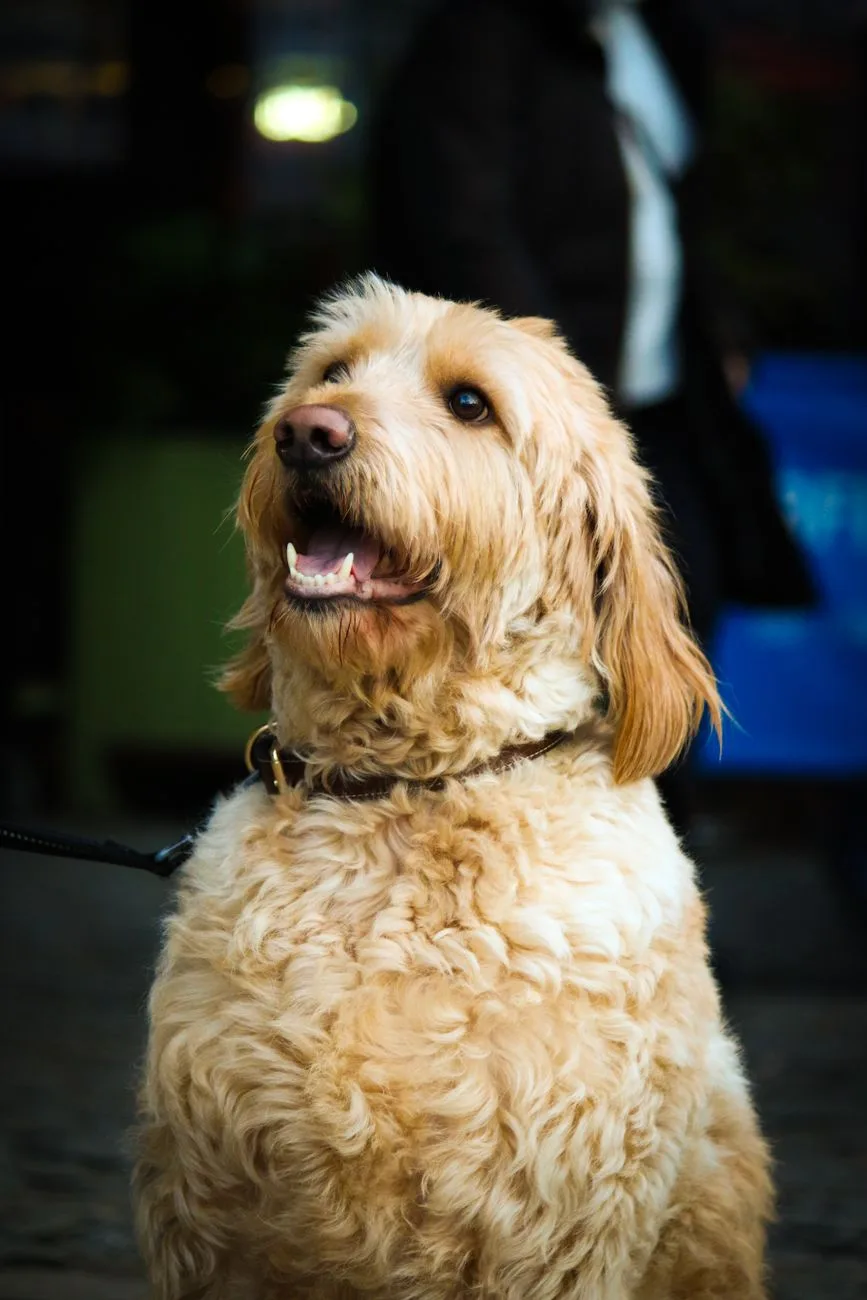 Eau Claire Police Mourn Therapy Dog Murphy After Cancer Battle