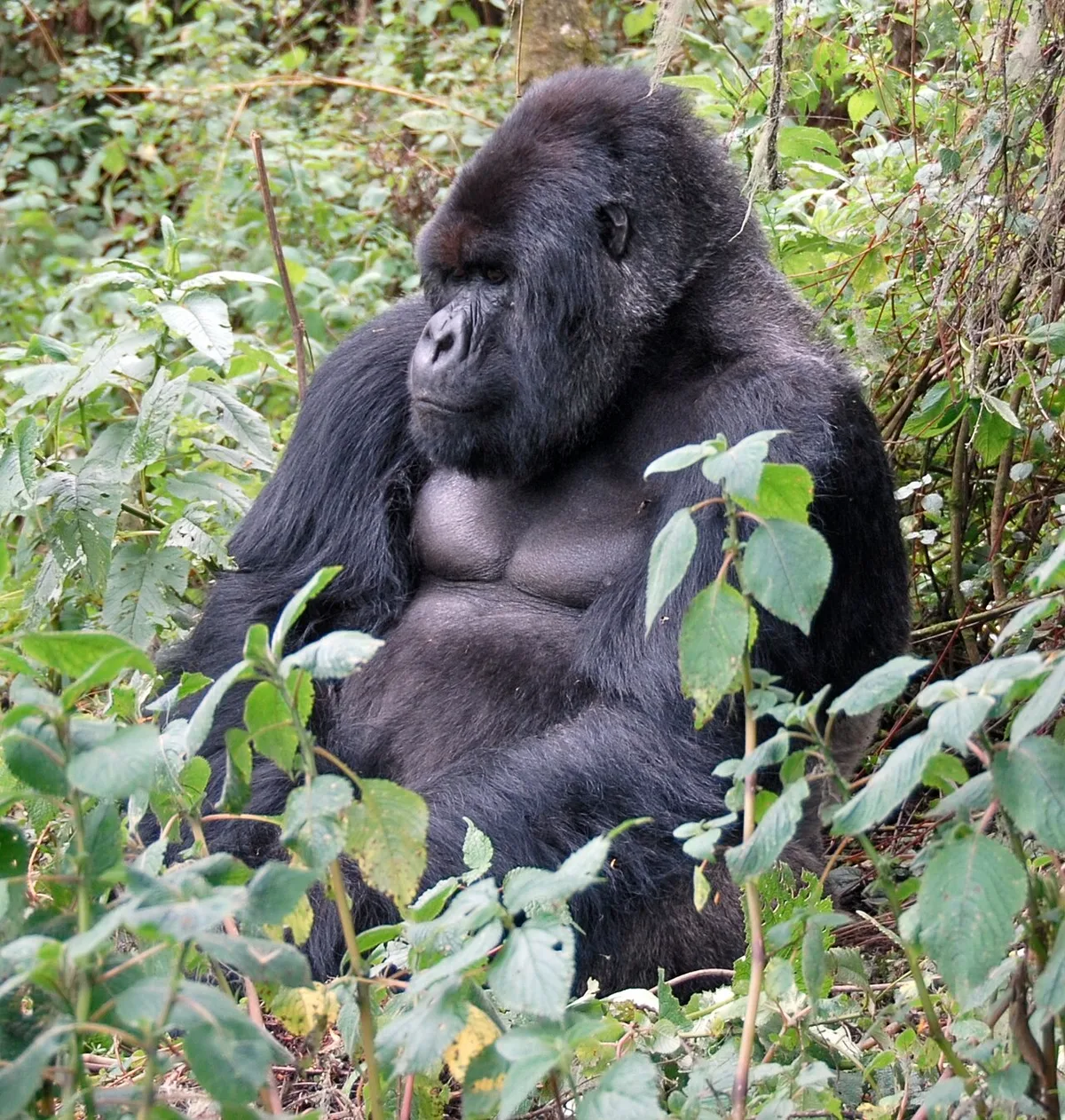 Uganda, DRC Communities Strengthen Gorilla Conservation