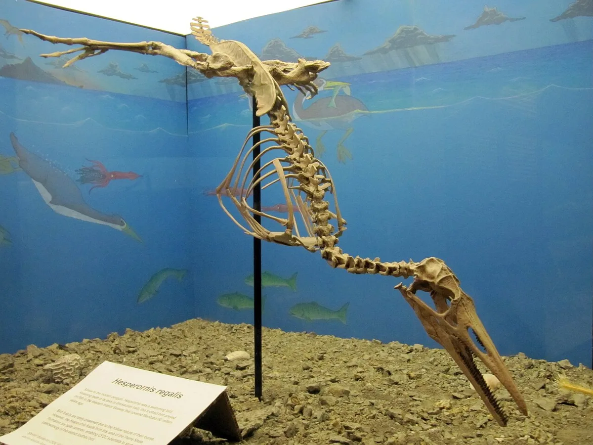 Fossilized dinosaur dung preserves feathers from extinct aquatic bird