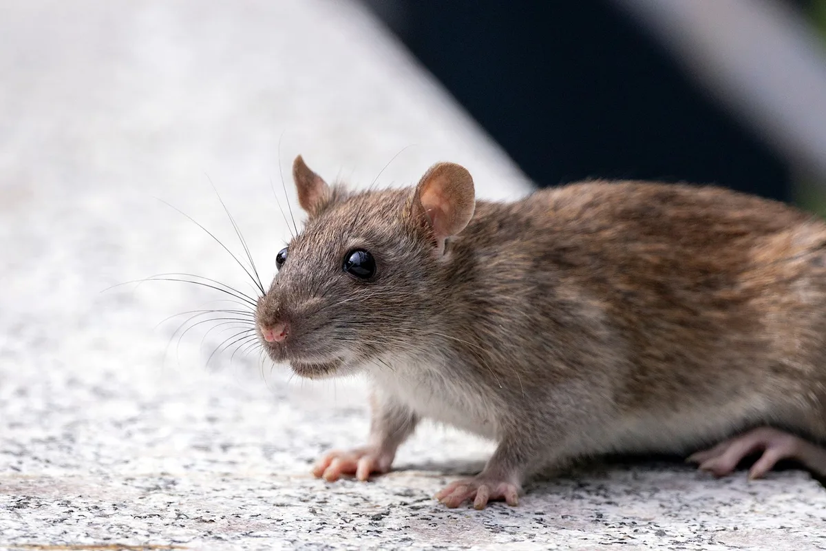 Orkin ranks Los Angeles top rattiest U.S. city for second year