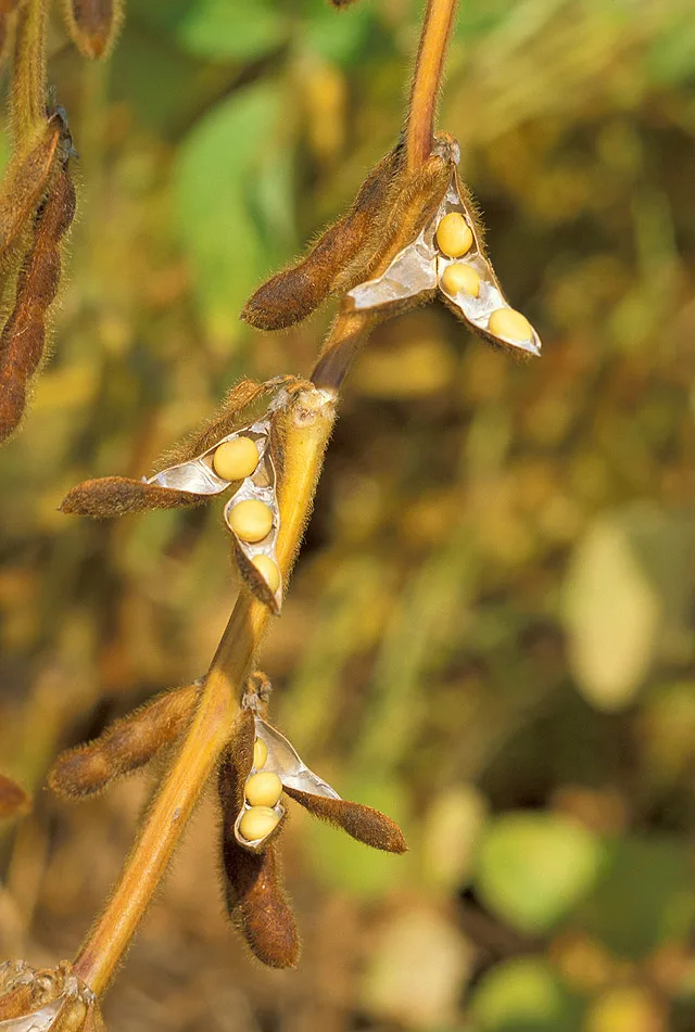 Soybeans rebound