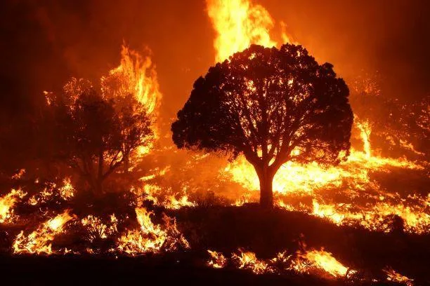 Studies Link Wildfire Smoke to Dementia