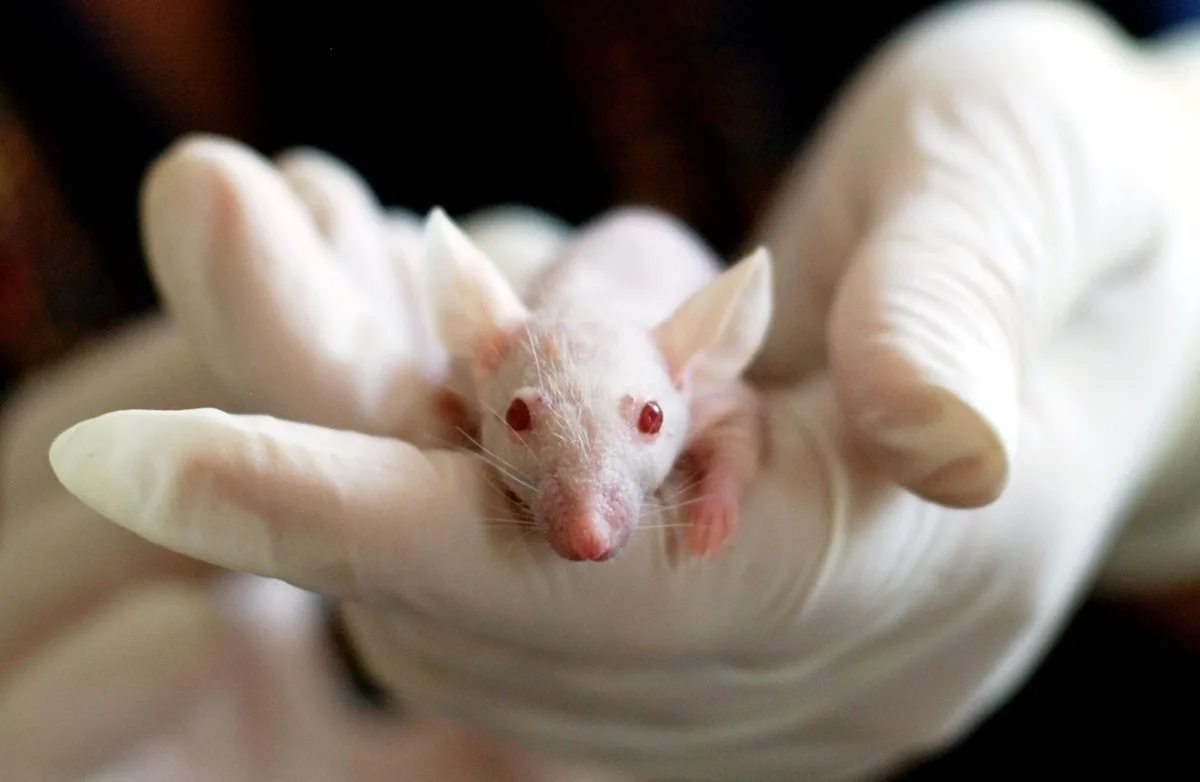 Pregnancy Rewires Brain Circuit Driving Food Cravings in Mice