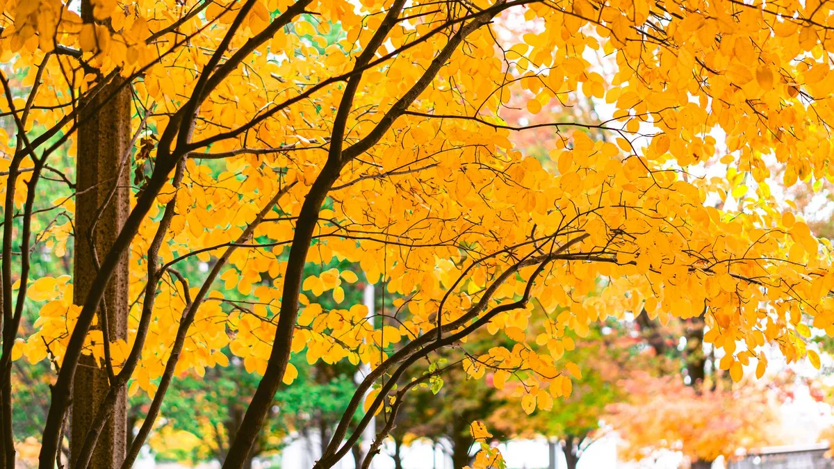 Fall Arrives Across U.S. Amid Regional Weather Swings