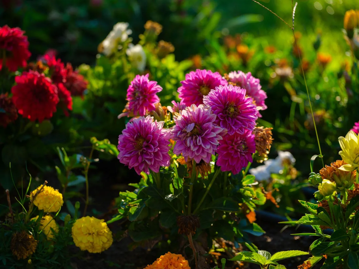 Garden Clubs Gather for Meetings, Horticulture Education