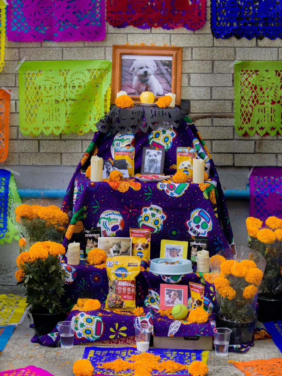 Communities Honor Pets in Día de los Muertos