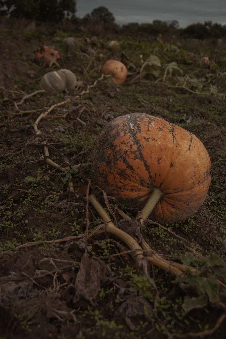 Drought Cuts Pumpkin Yields Across Texas, Michigan