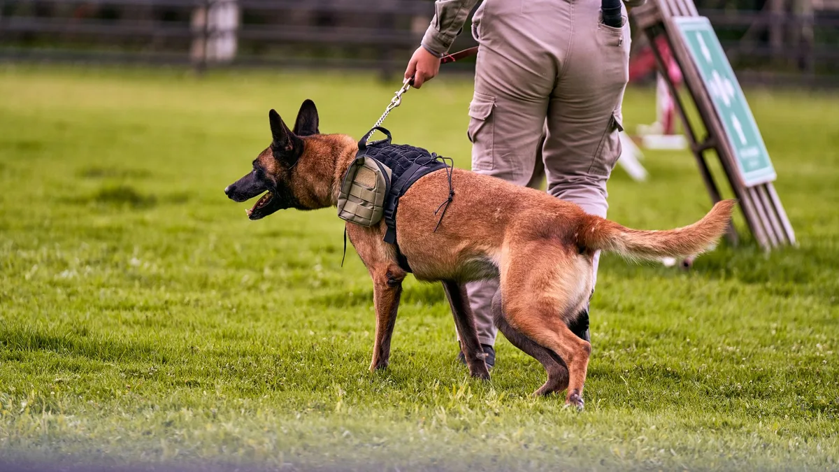 Warhound launches $200 million gene-edited dog venture