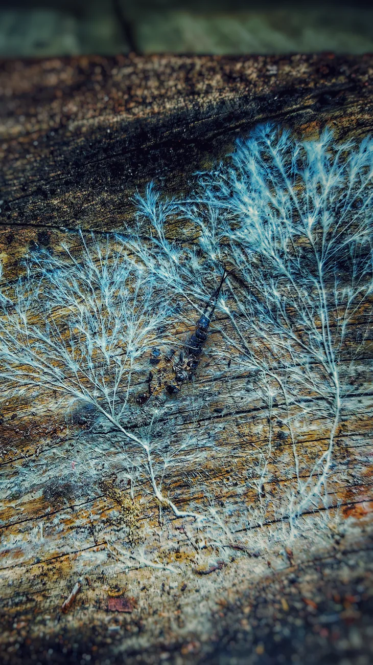 Fungi force us to rethink what an organism even is