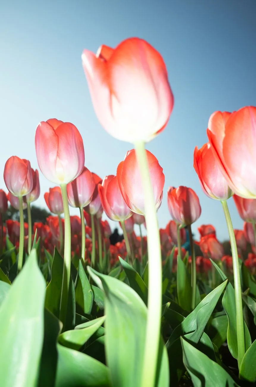 Bloomia reports $11.2M loss on $48.1M revenue after tulip shift