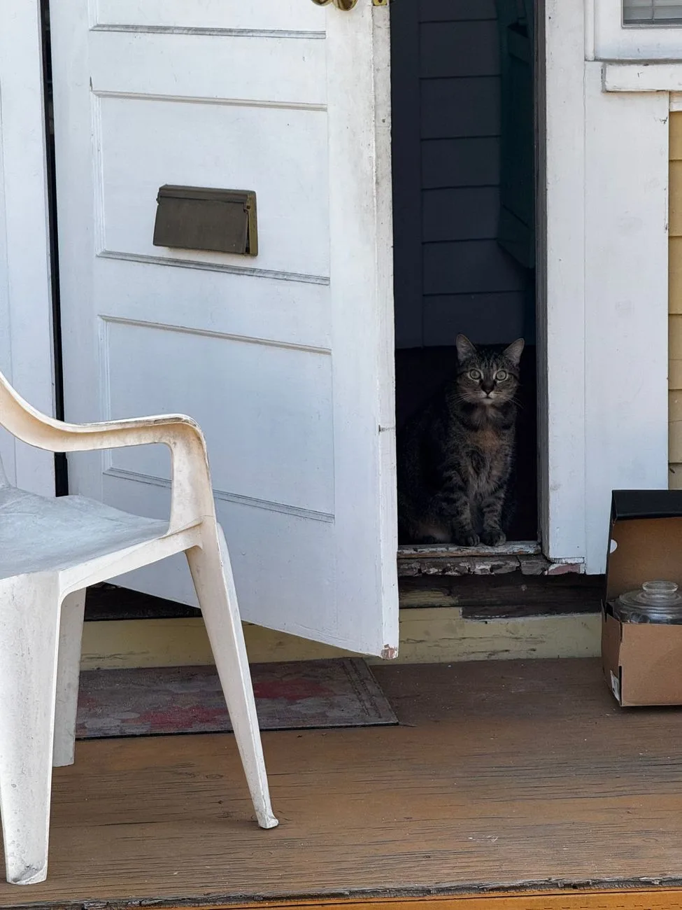 Virginia Beach footage shows delivery worker throw package at cat