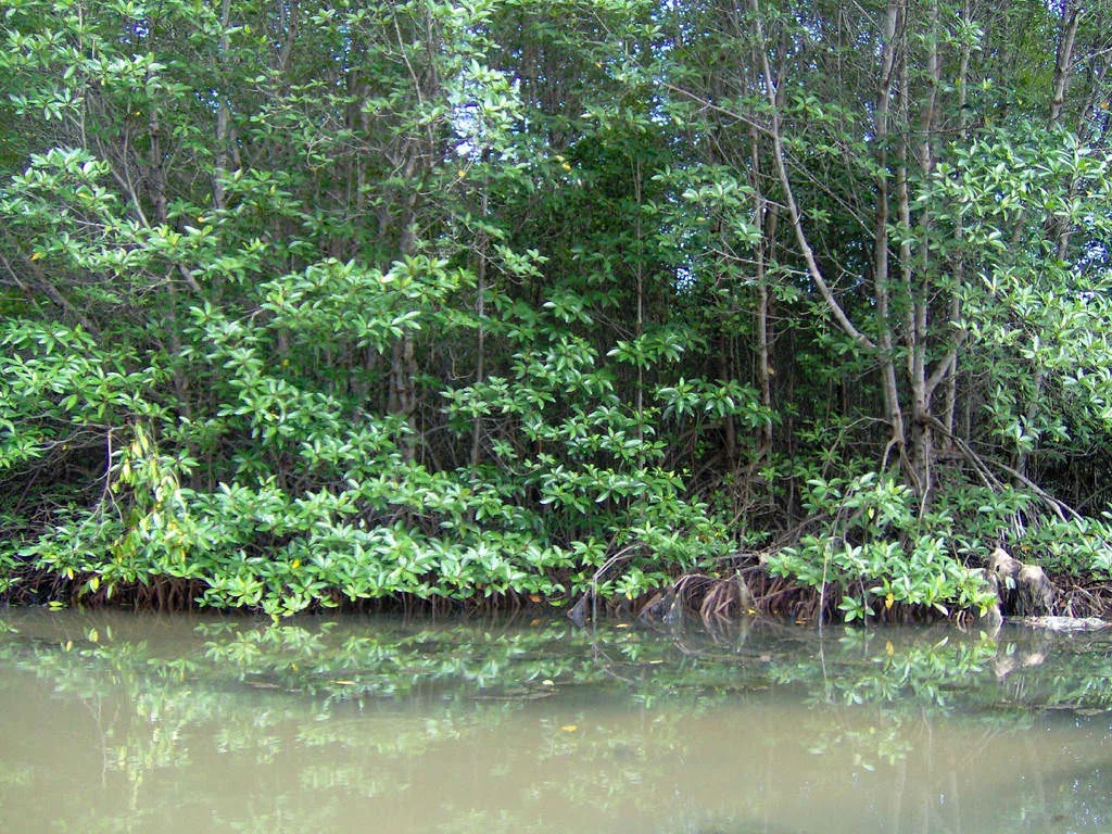 Coastal Projects Threaten Ho Chi Minh City Mangroves