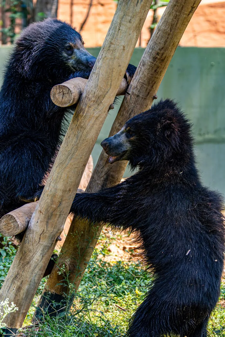 Mother Bear Dies During Albuquerque Capture, Cubs Rescued