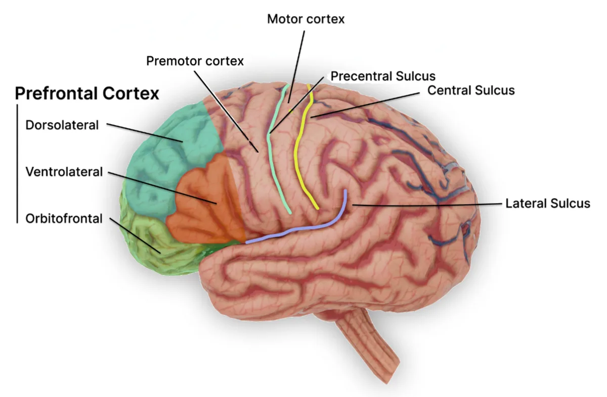 Atlas of 6.3 Million Brain Cells Maps Gene Shifts Across Lifespan and Disorders