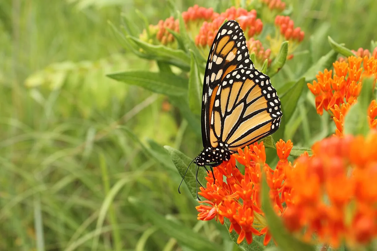 Butterfly Conservation, Events Span Four Regions