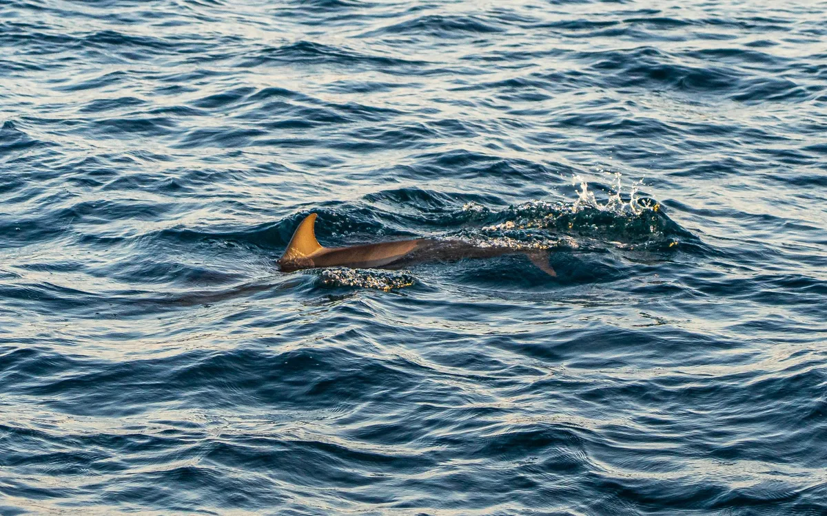California Kayakers Report Separate Shark Encounters