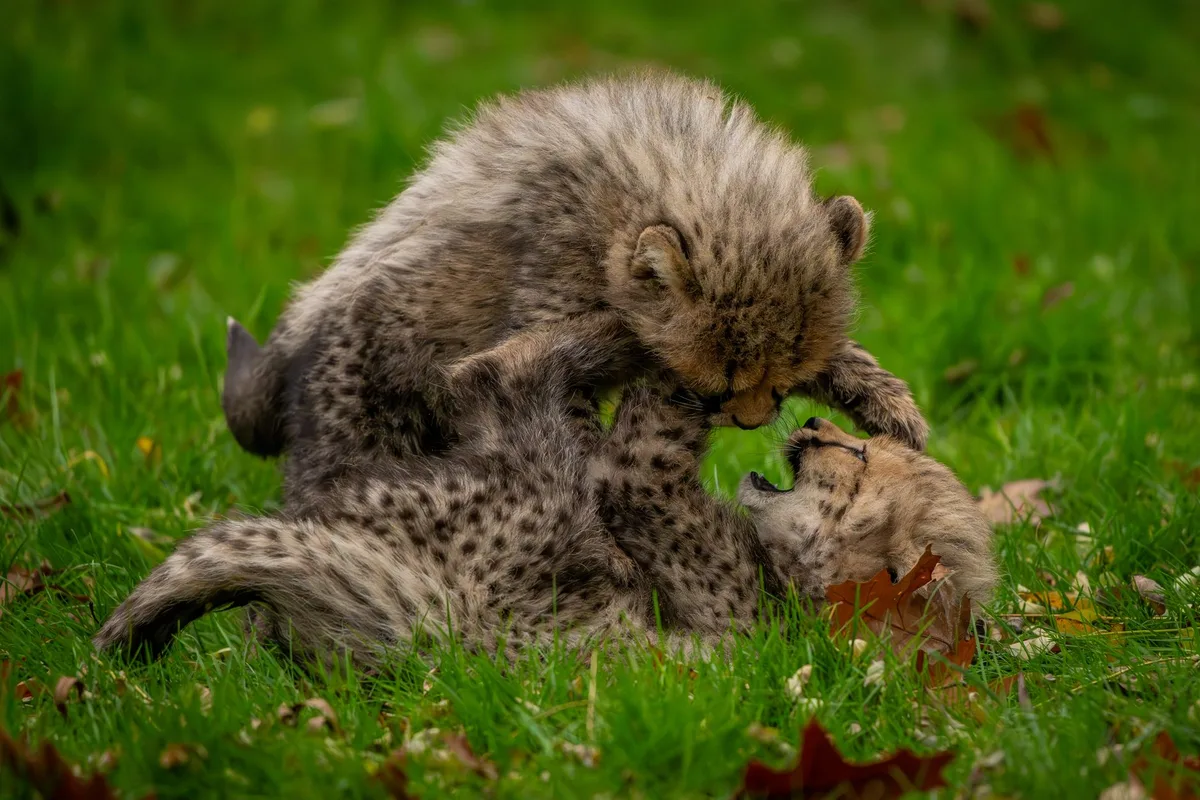Cheetah births, big-cat sightings span four countries