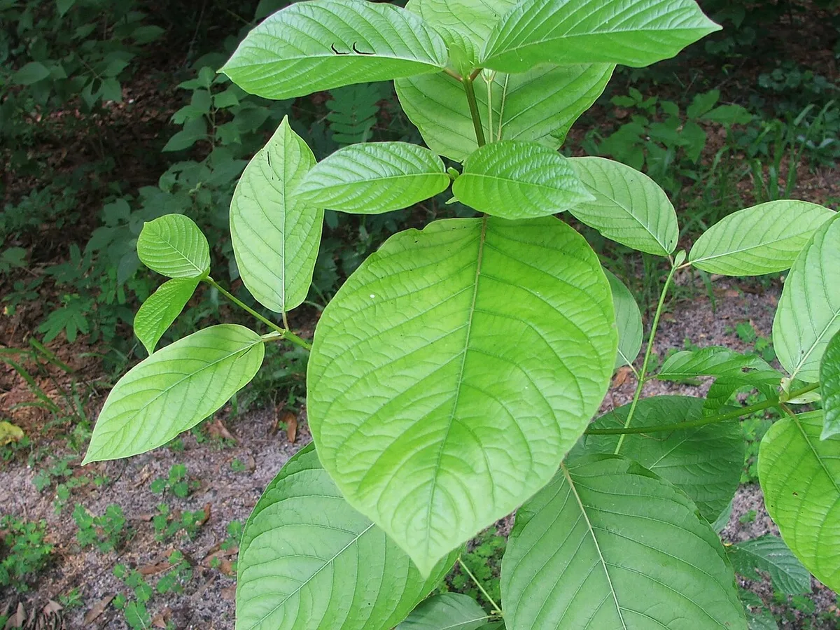 Two Ole Miss Student Deaths Spur Kratom Warning