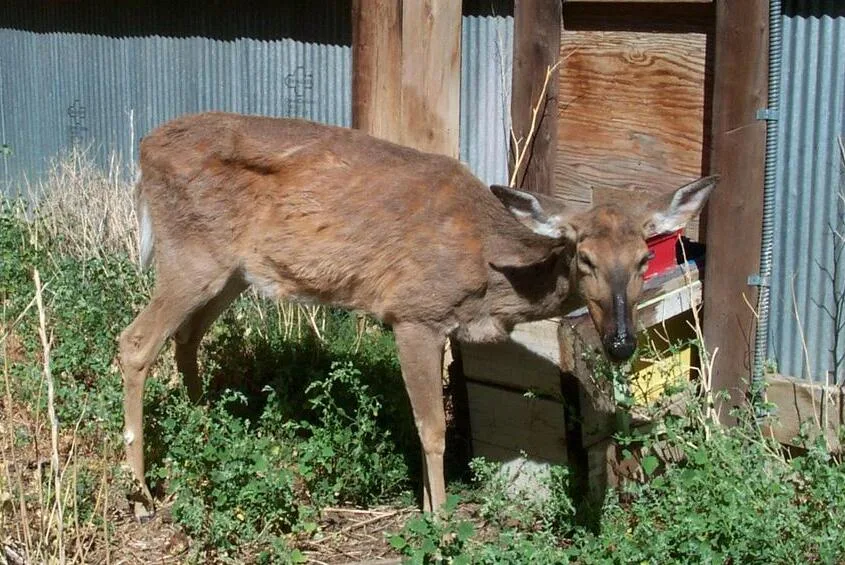 Michigan Urges, Minnesota Plans 2026 CWD Testing