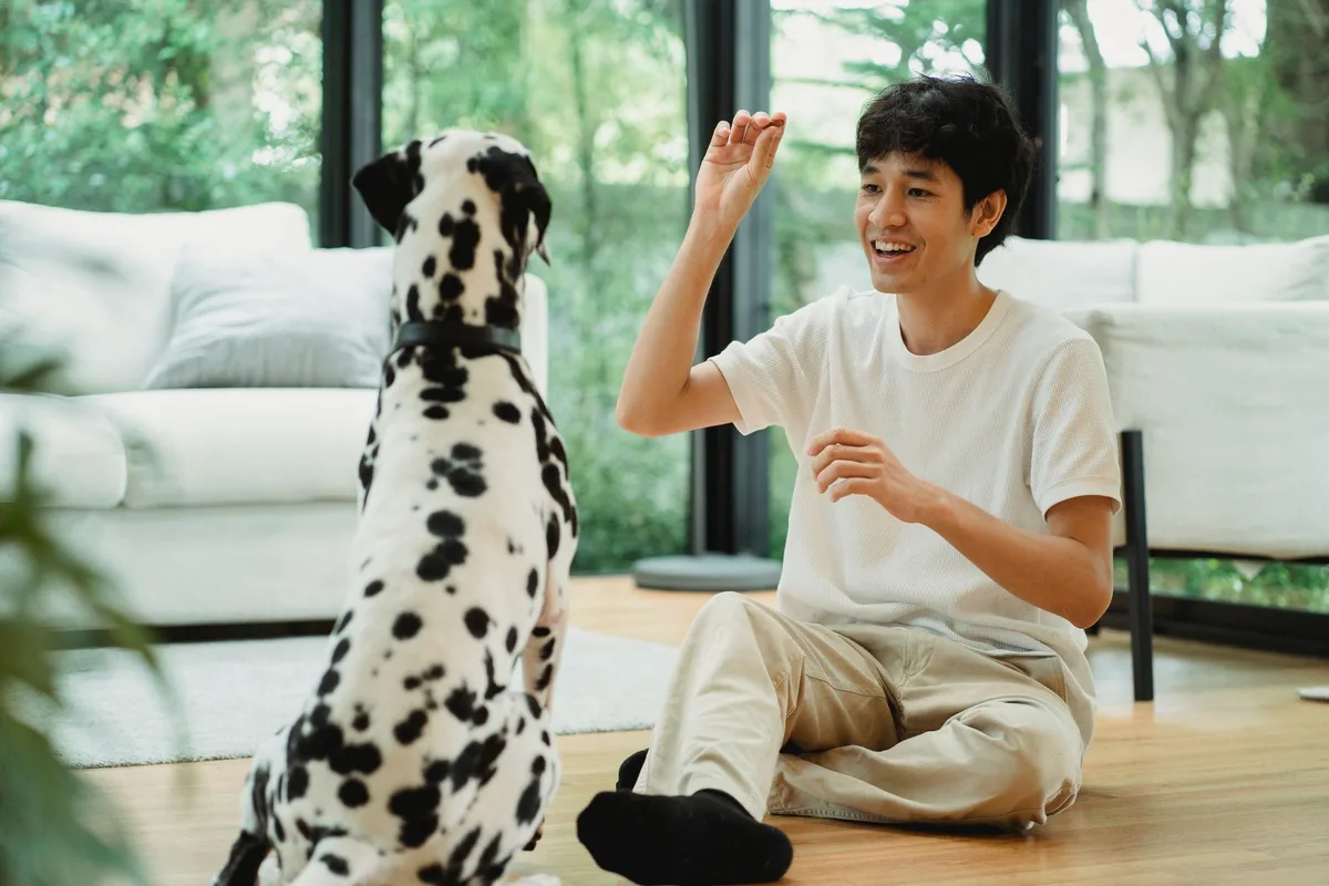 How to teach a dog to sit