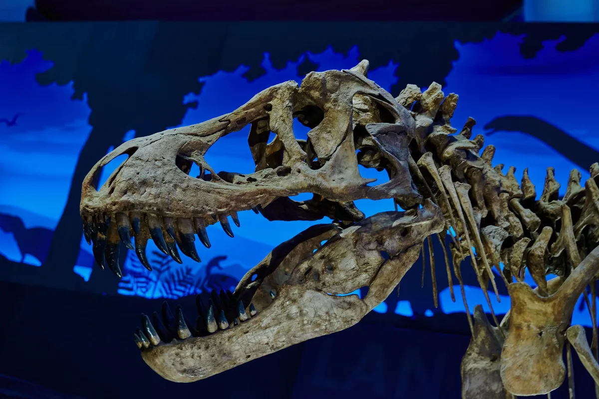 T. Rex Teeth Reveal Human-Like Body Temperature