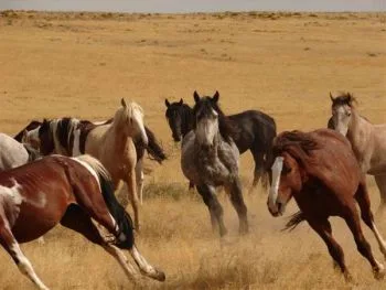 BLM starts Nevada wild horse gather as Oregon removal faces court limit