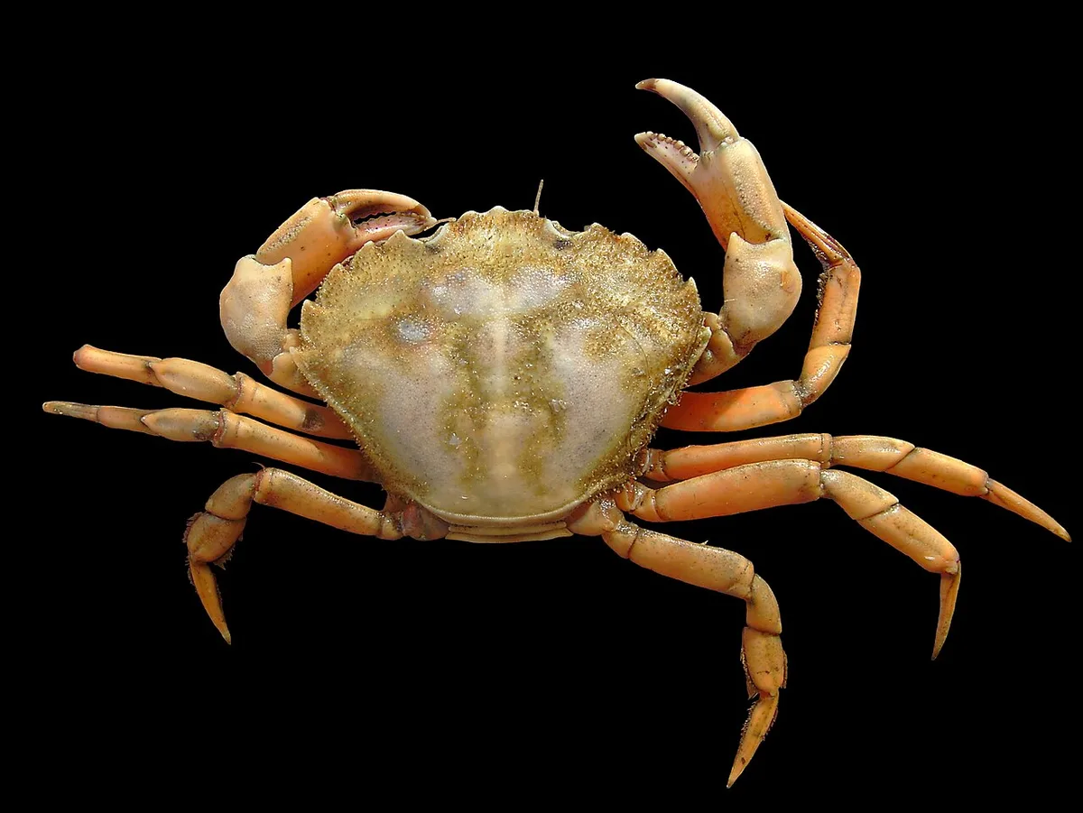 New Englanders eat more invasive green crabs
