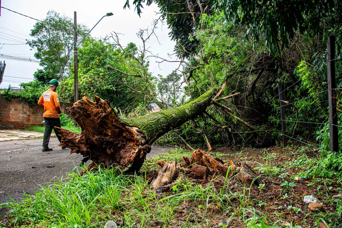 Georgia expects warm, dry week for storm recovery
