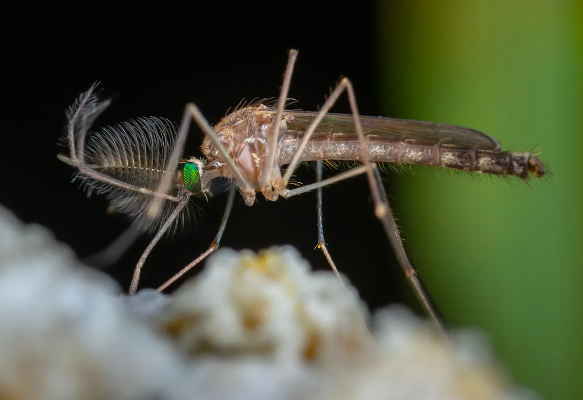 Researchers use AI to help address dengue fever outbreak in Florida