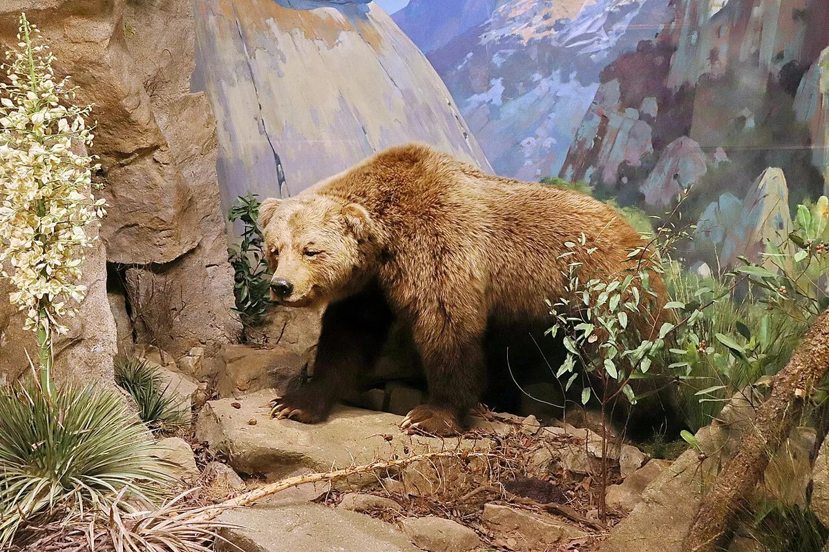 Riverside Exhibit Details How Grizzlies Vanished From California