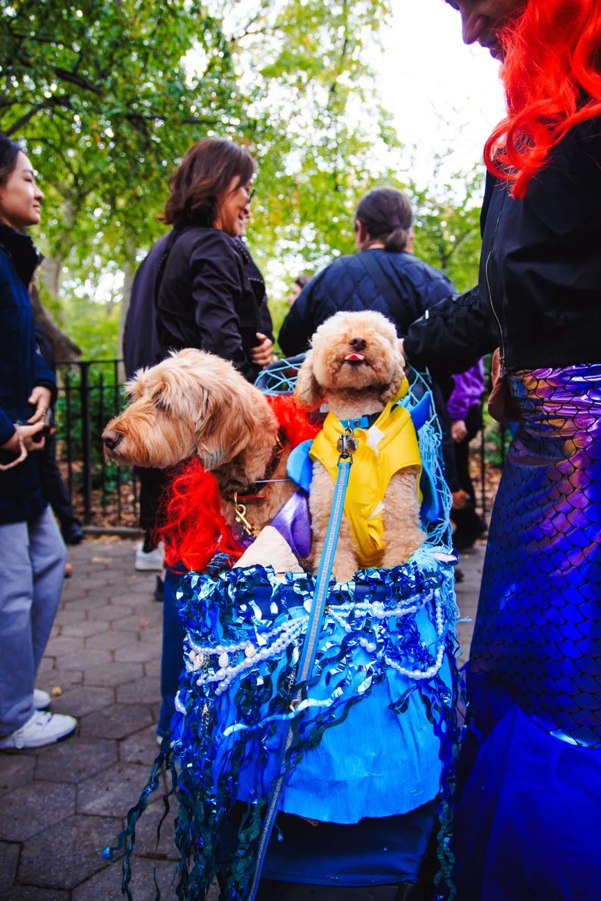 Costumed-Dog Events Support Local Causes