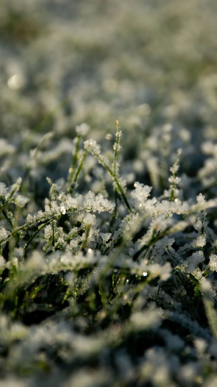 Chicago Expects Frost Before 70-Degree Warmup