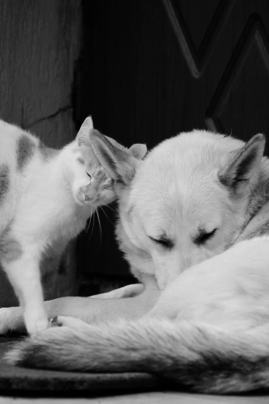Amputee Cat-Dog Pair Adopted Together