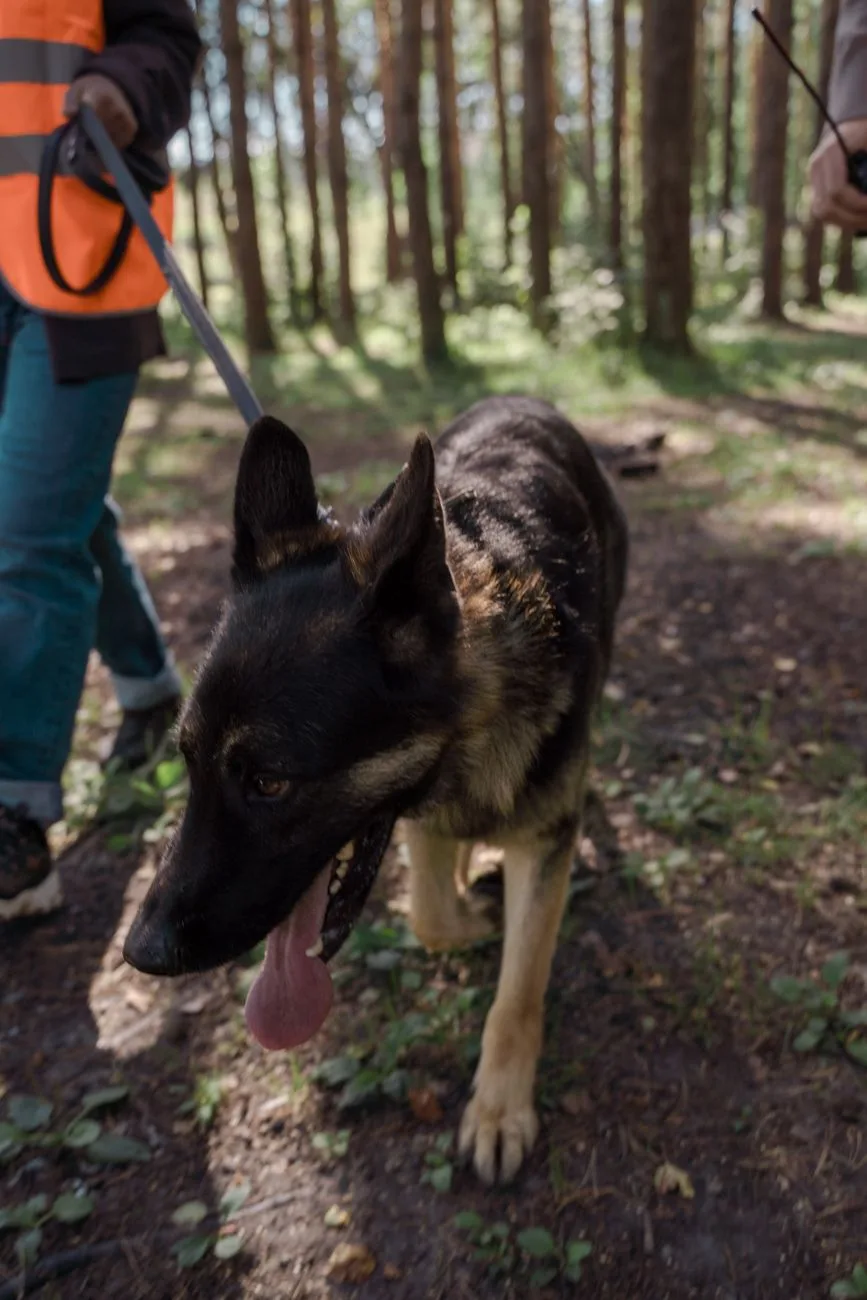 K9 dog locates three children who wandered from Colorado campsite