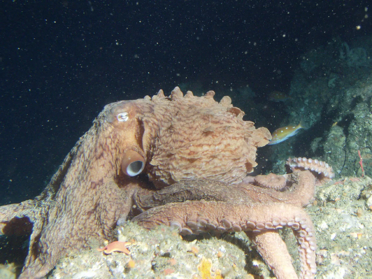 UK Officials Probe 1,500% Octopus Catch Surge
