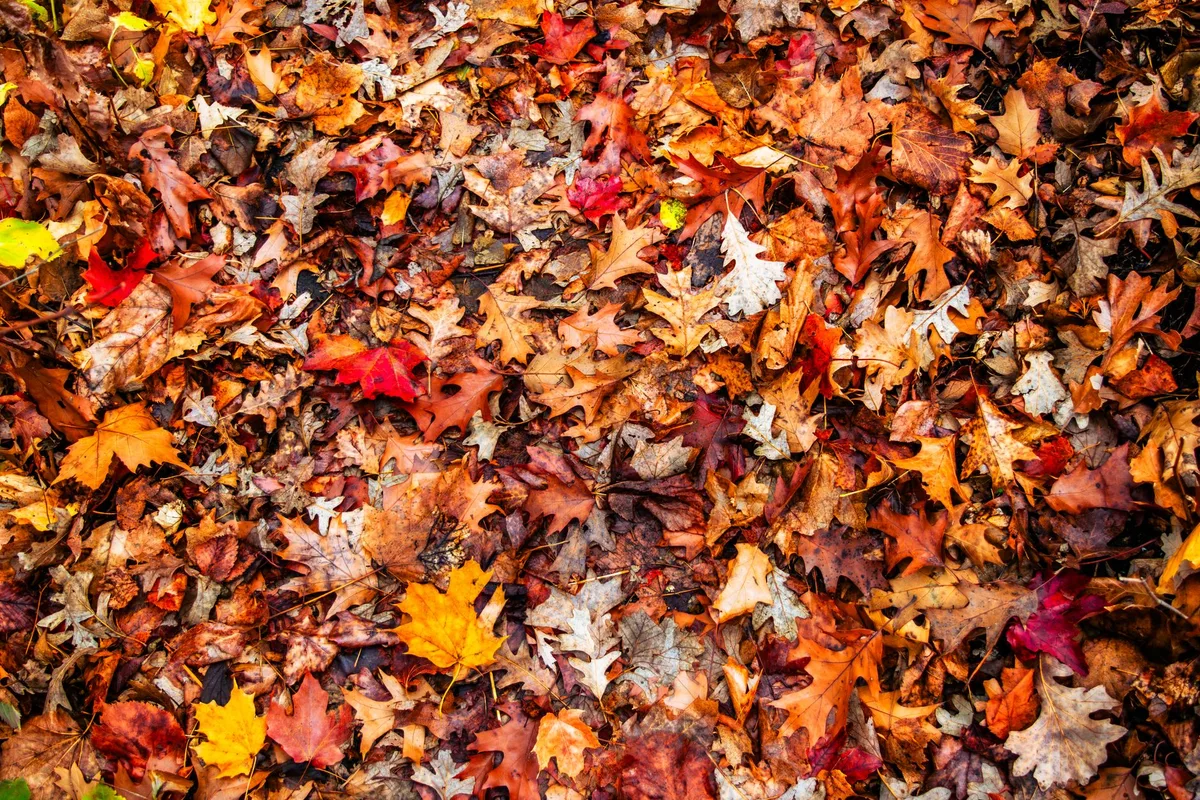 Cities including Fort Wayne set fall leaf pickup dates and rules